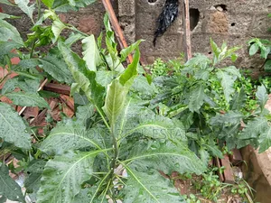 1 260sqm Plot Akora Estate Off Adeniyi Jones Ikeja Lagos