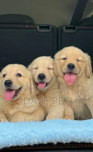 1-3 months Female Purebred Golden Retriever