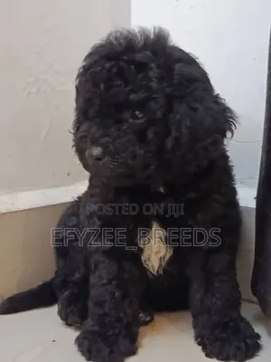 1-3 months Female Purebred Poodle
