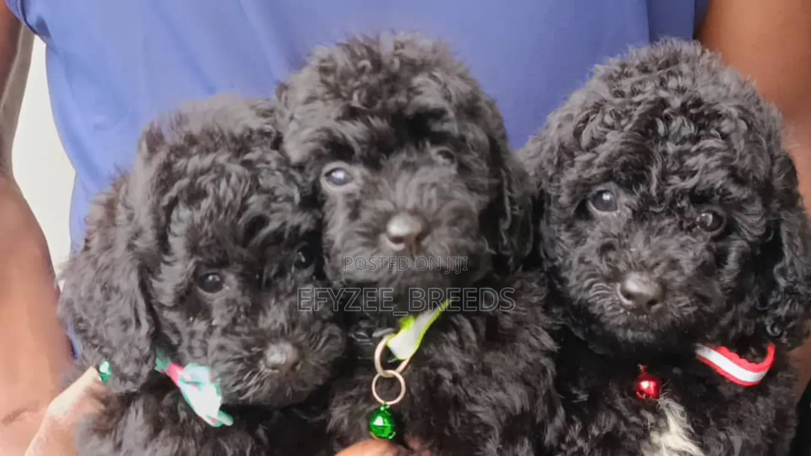 1-3 months Female Purebred Poodle