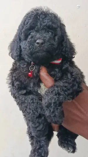 1-3 months Female Purebred Poodle