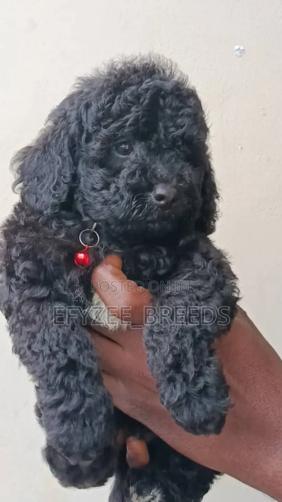 1-3 months Female Purebred Poodle