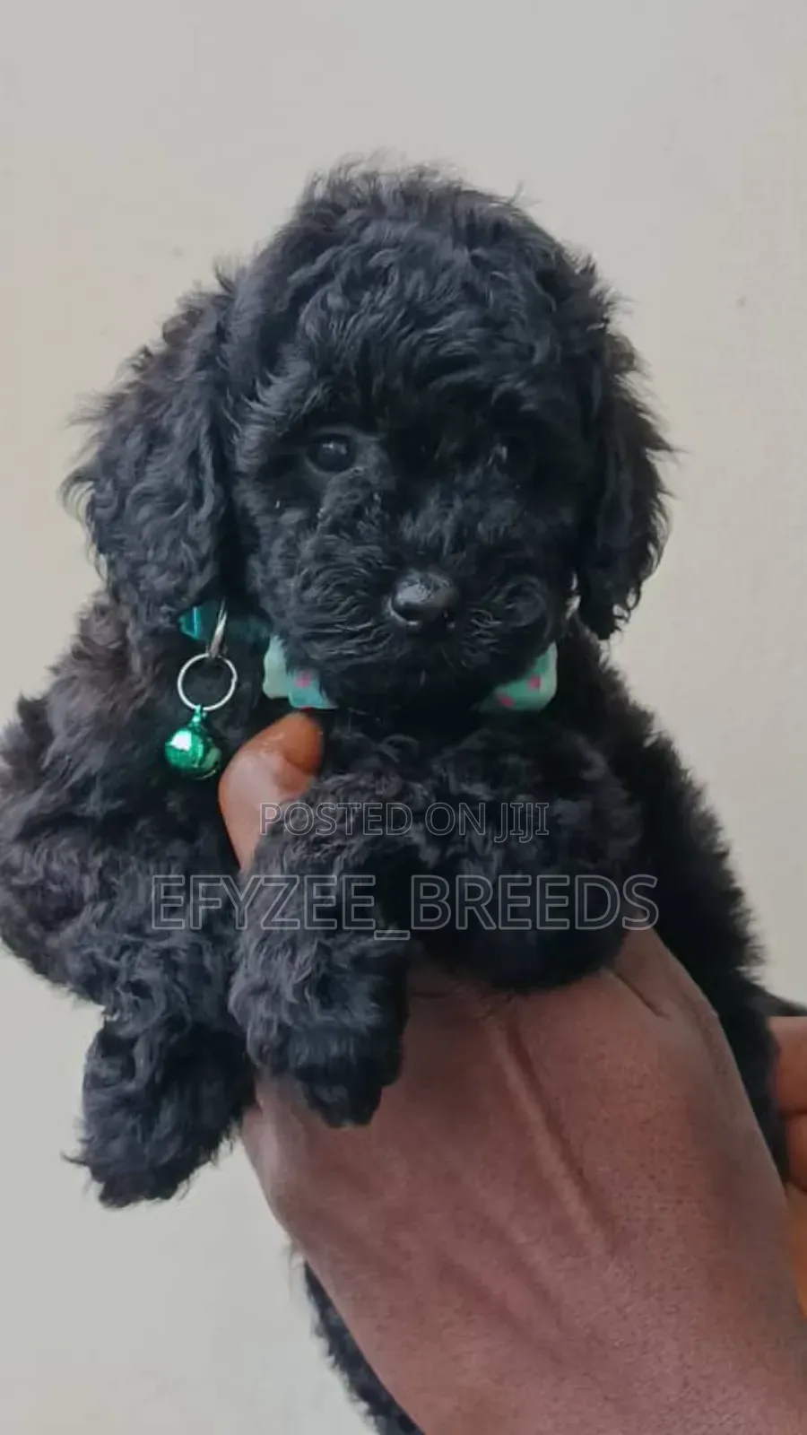 1-3 months Female Purebred Poodle