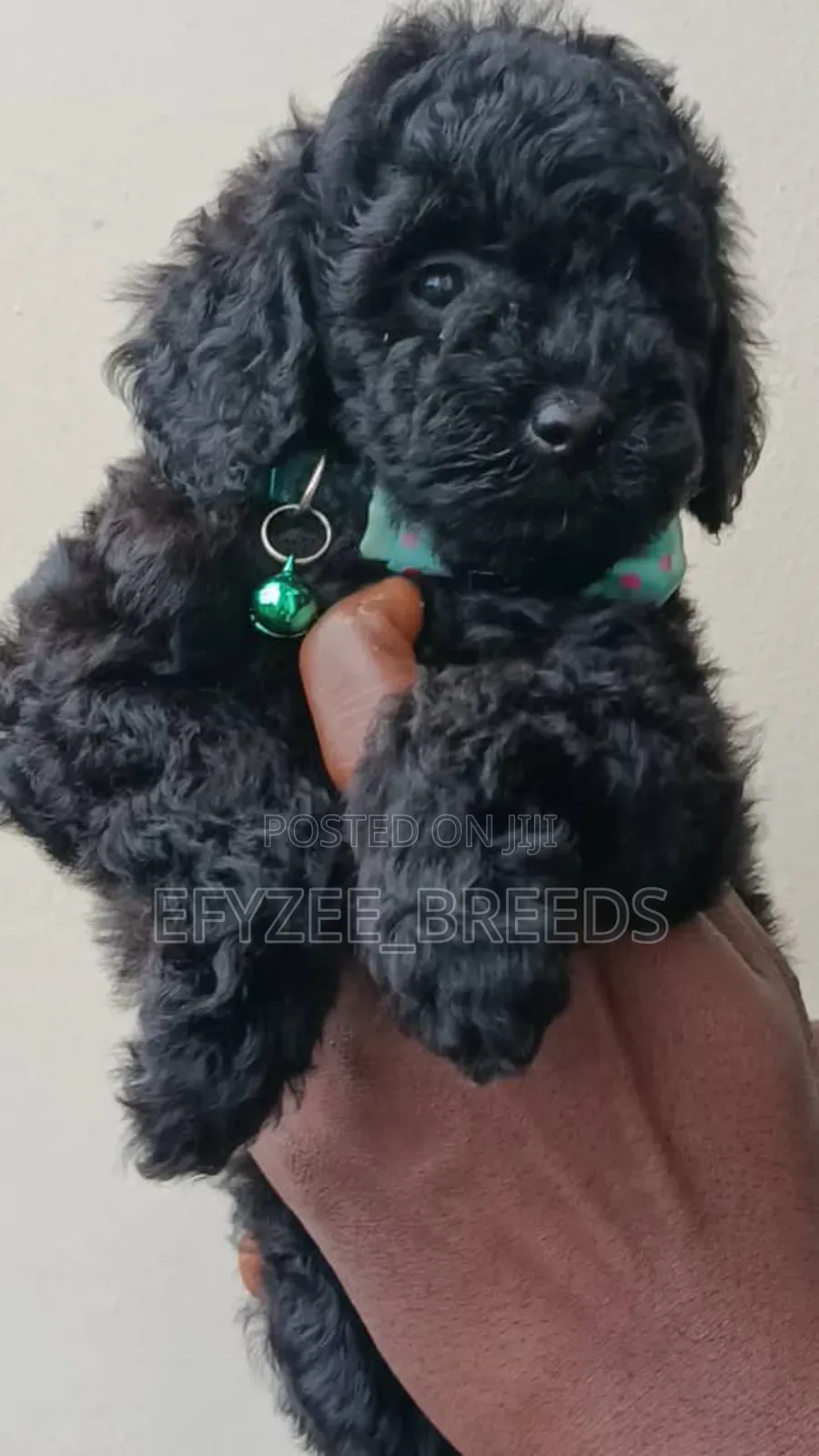 1-3 months Female Purebred Poodle