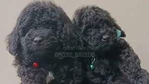1-3 months Female Purebred Poodle
