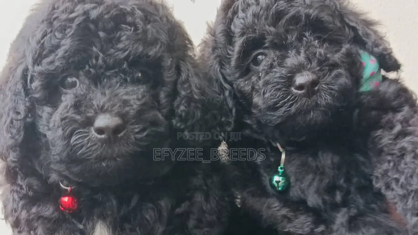 1-3 months Female Purebred Poodle
