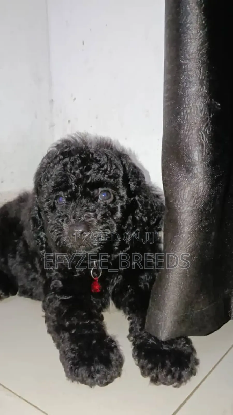 1-3 months Female Purebred Poodle