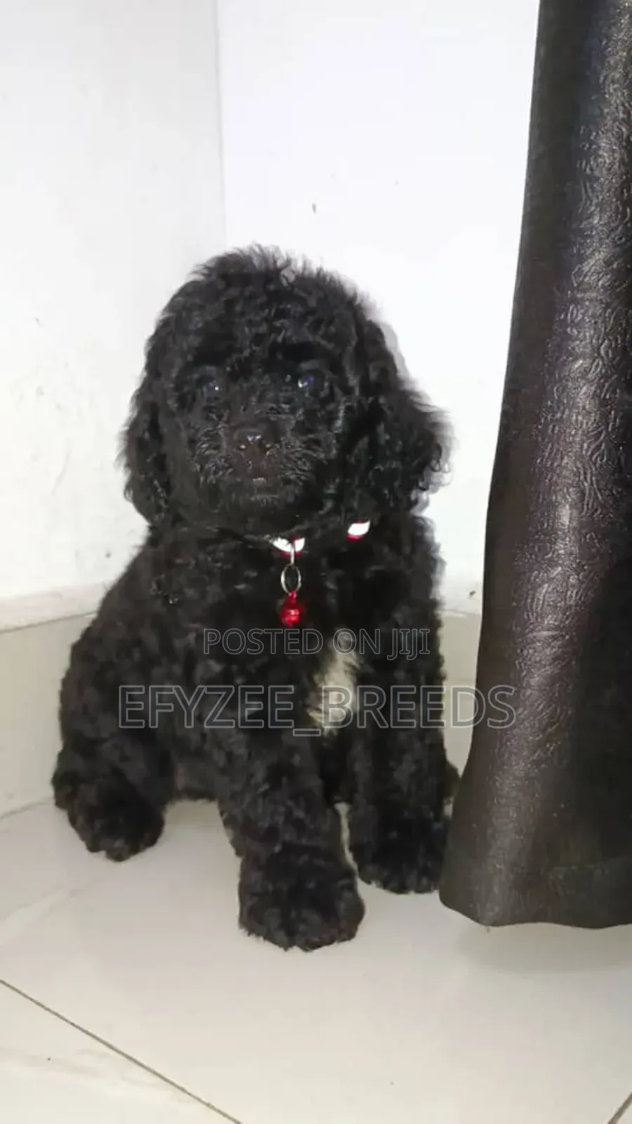 1-3 months Female Purebred Poodle