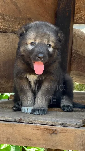 1-3 months Female Purebred Caucasian Shepherd