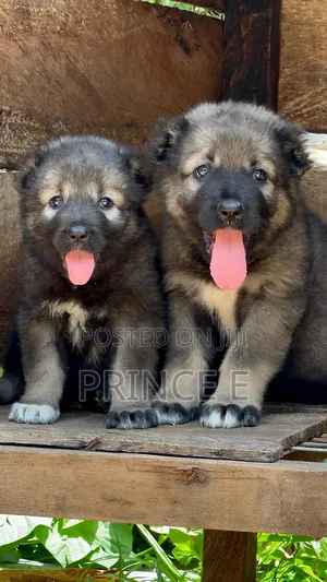 1-3 months Female Purebred Caucasian Shepherd
