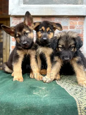 1-3 months Female Purebred German Shepherd