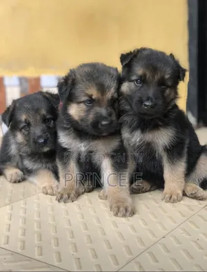 1-3 months Male Purebred German Shepherd