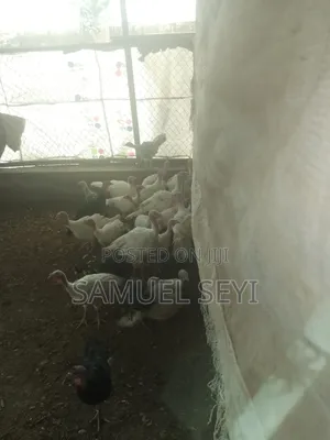 Photo - Imported Local Turkeys (Male Female) for Sale