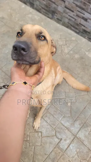 1+ year Male Purebred German Shepherd