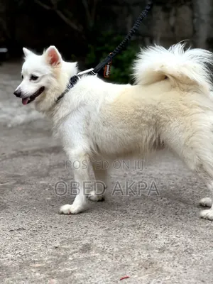 1+ year Female Purebred American Eskimo