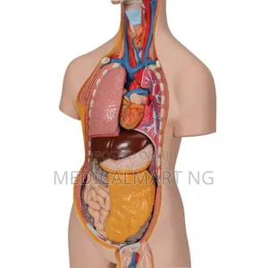 Human Anatomy Model/Torso