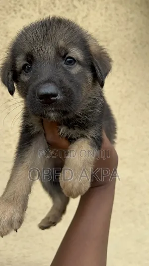 1-3 months Female Purebred German Shepherd