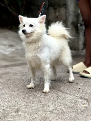 1+ year Female Purebred American Eskimo