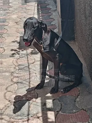 1+ year Female Purebred Great Dane