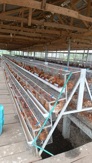 Refurbish Poultry Cage