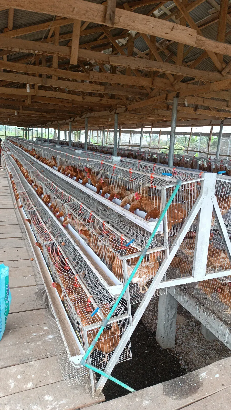 Refurbish Poultry Cage