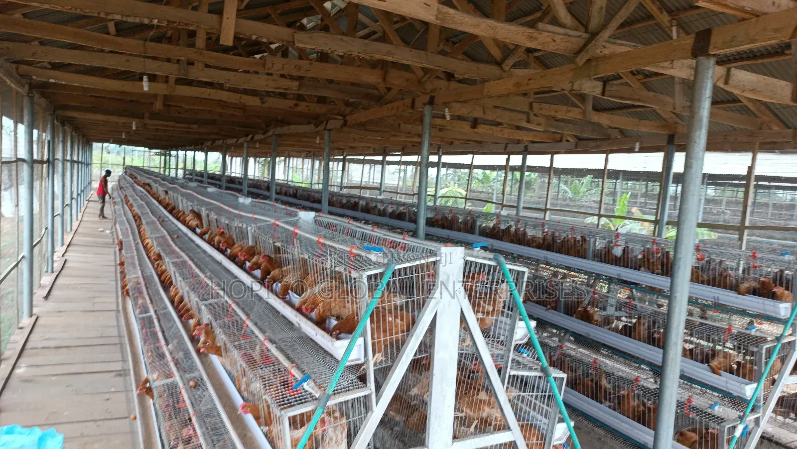 Refurbish Poultry Cage