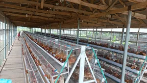Refurbish Poultry Cage