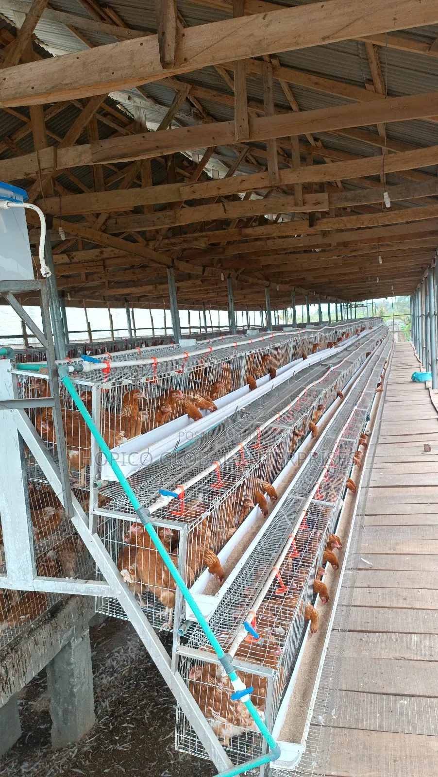 Refurbish Poultry Cage