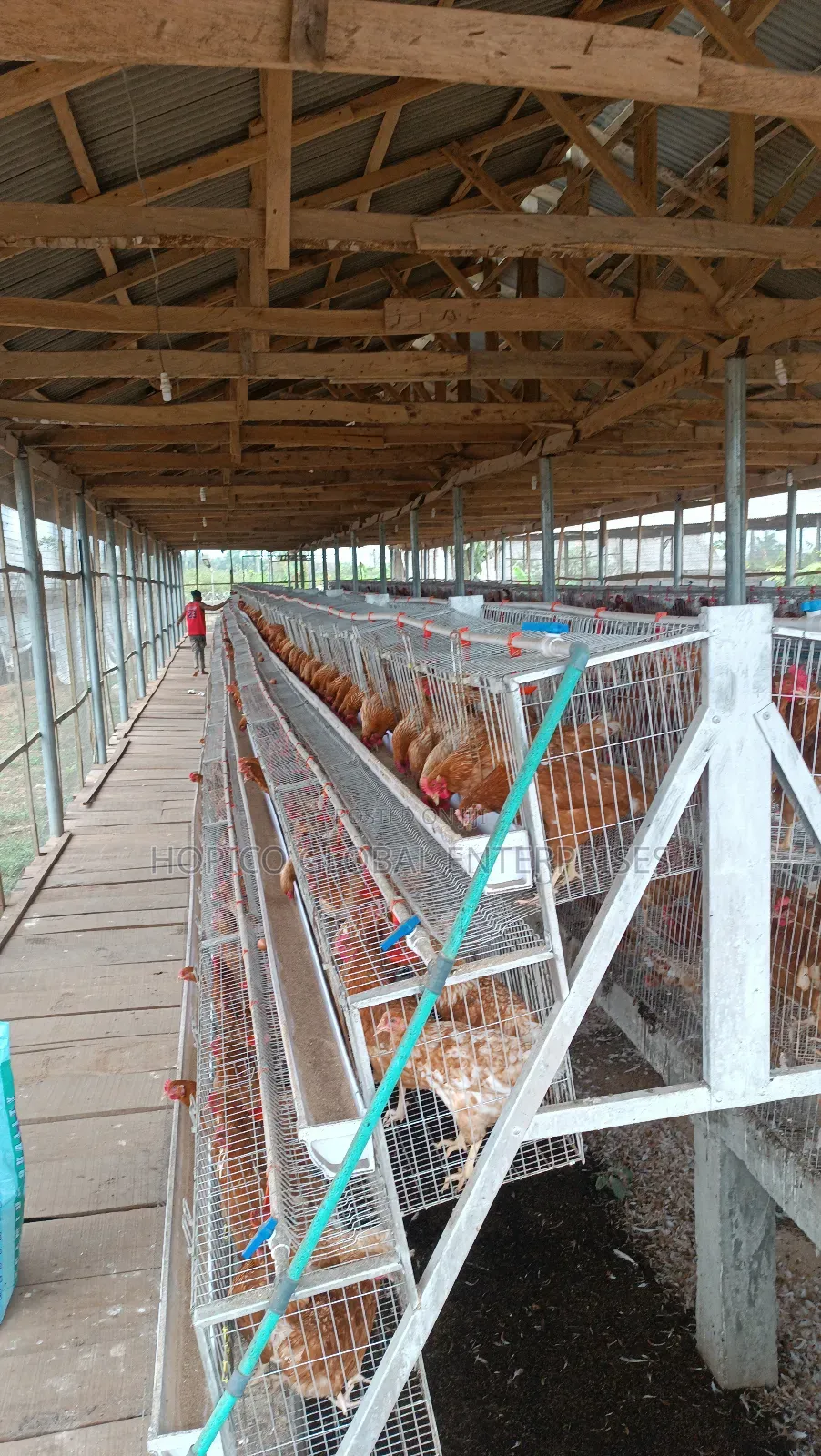 Refurbish Poultry Cage