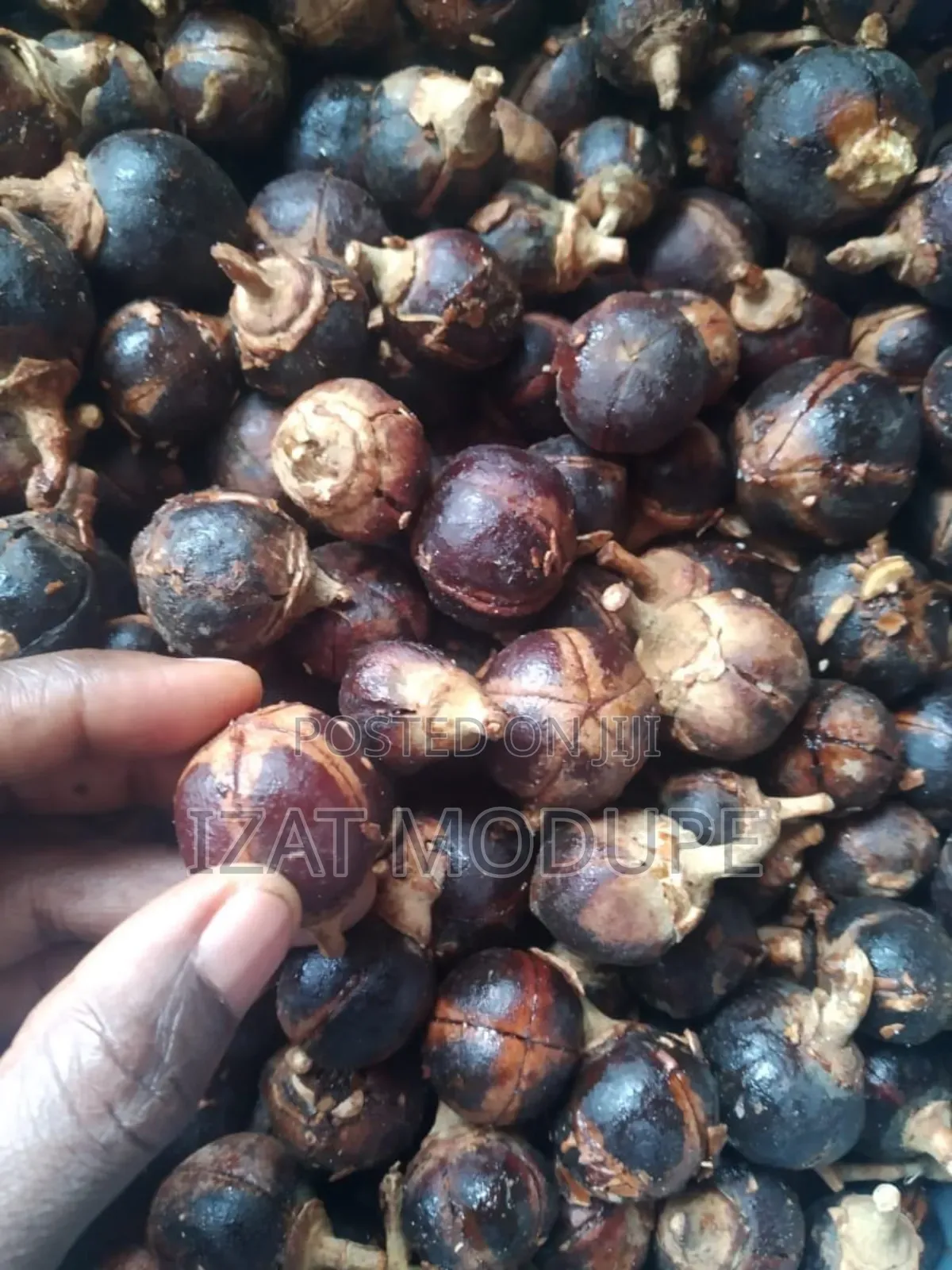 Gorontula Fruit