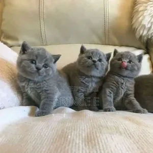 1-3 months Female Purebred British Shorthair