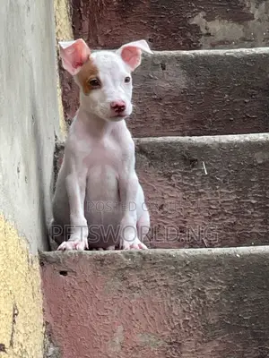 Photo - 1-3 months Male Purebred American Pit Bull Terrier