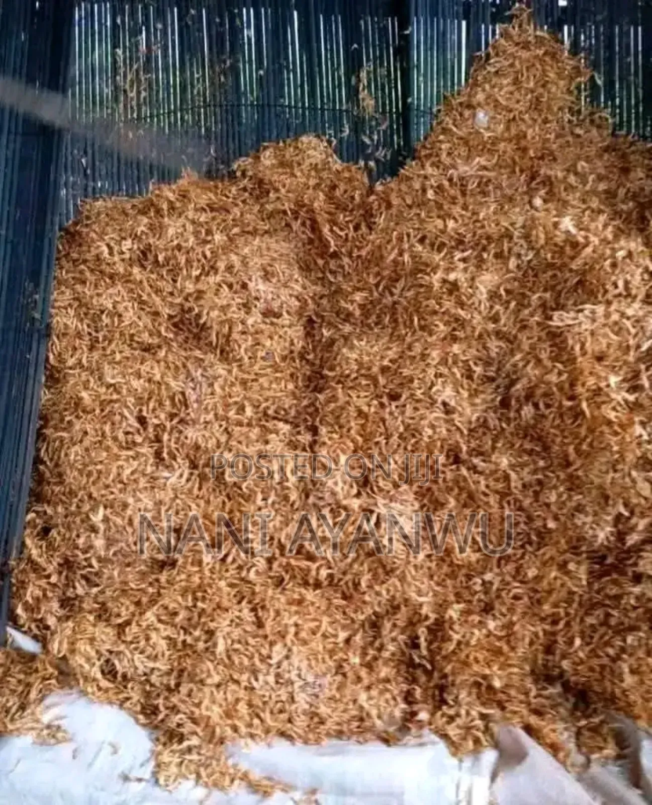 Big Seed Crayfish
