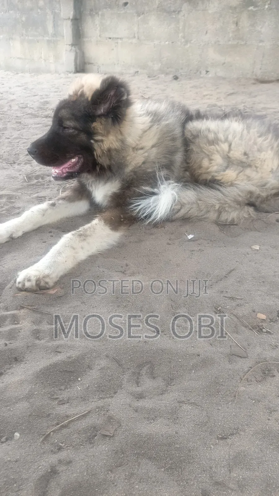 3-6 months Male Purebred Caucasian Shepherd