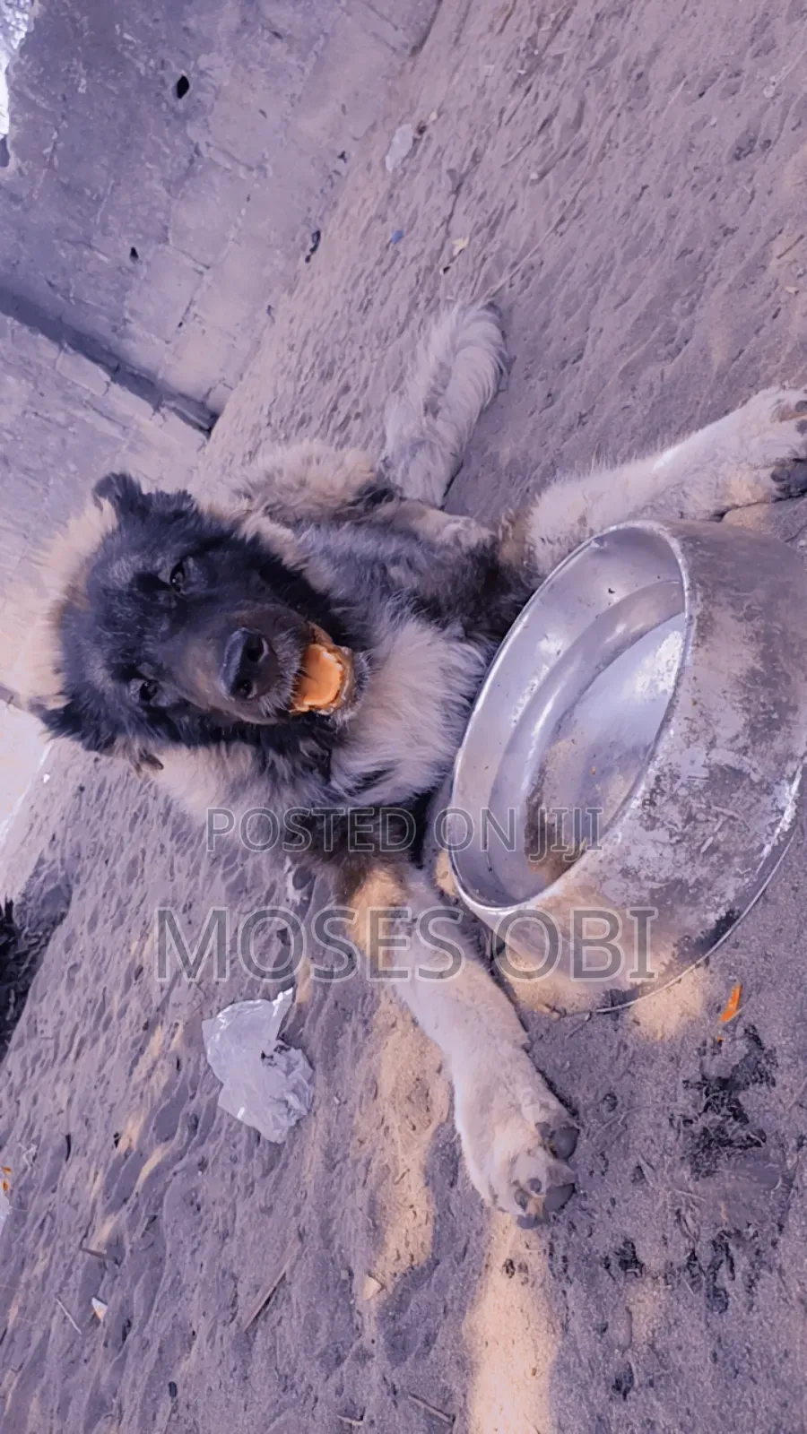 3-6 months Male Purebred Caucasian Shepherd