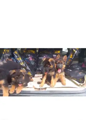1-3 months Female Purebred German Shepherd