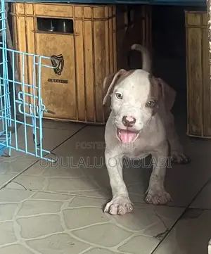 Photo - 1-3 months Female Purebred American Pit Bull Terrier