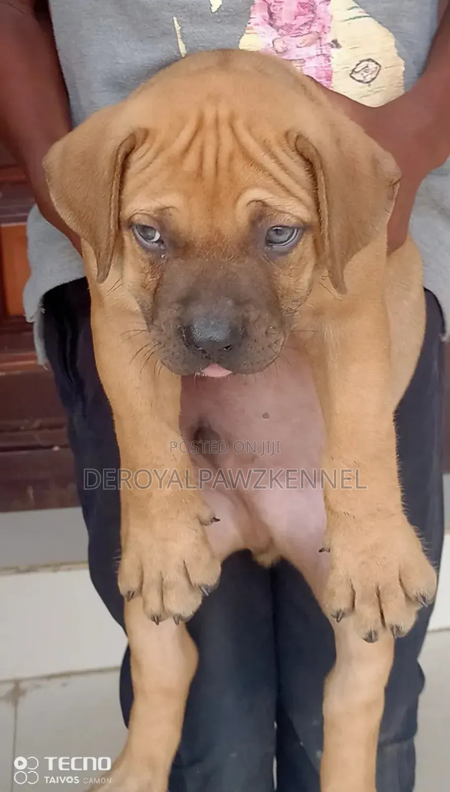 1-3 months Female Purebred Boerboel