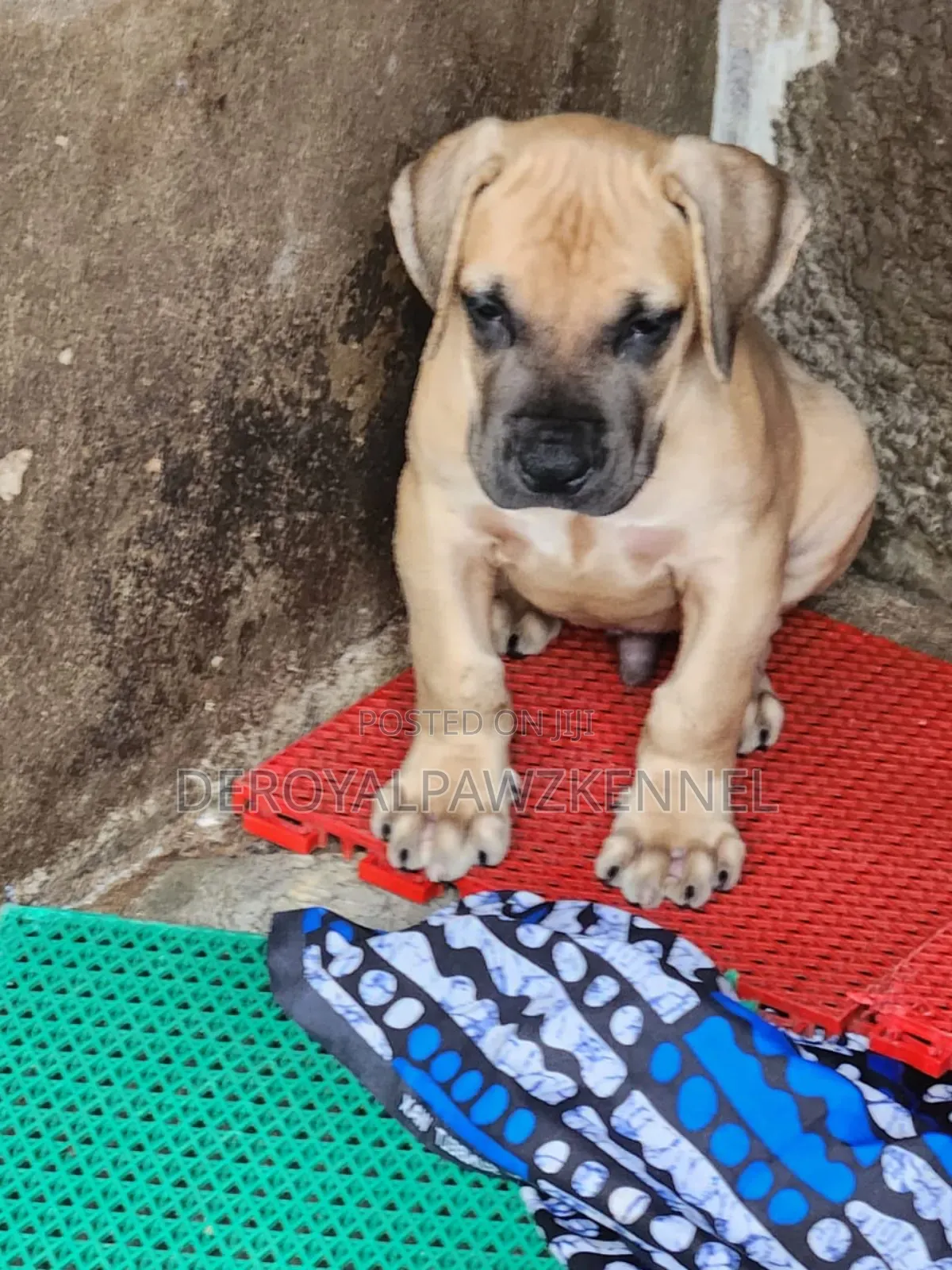 1-3 months Male Purebred Boerboel