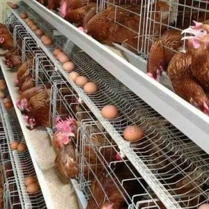Hot Deep Imported Cage for 120 Birds Capacity