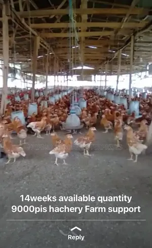 12 Weeks Point of Cage Birds Is Available