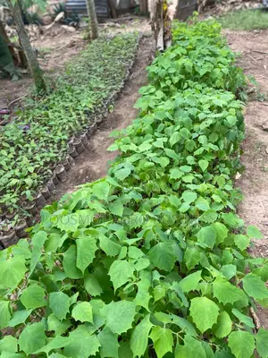 Melina Seedlings