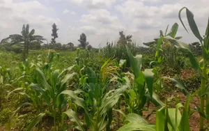 Acres and Hectare of Farmlands for Sale in Shapade, Sagamu Interchange