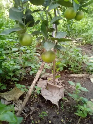 Budded Citrus ( Grape, Lemon, Tangerine, Tangelo, Shaddock)