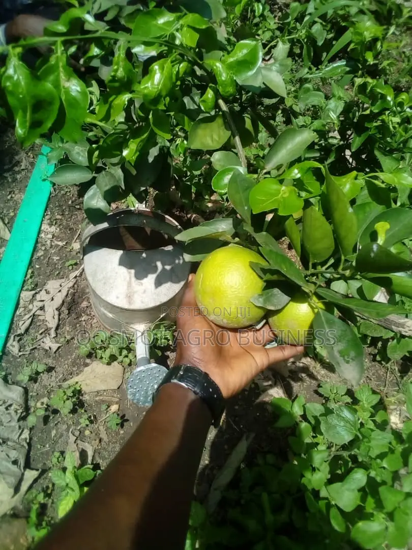 Budded Citrus ( Grape, Lemon, Tangerine, Tangelo, Shaddock)