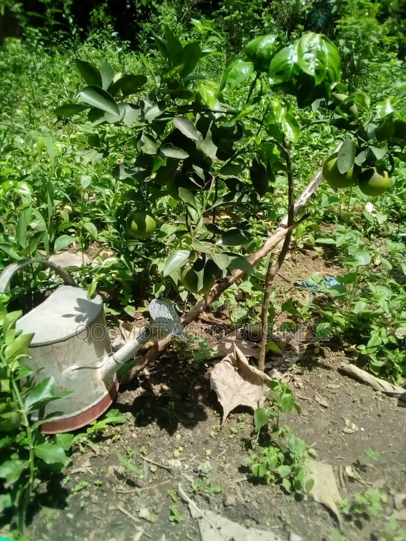 Budded Citrus ( Grape, Lemon, Tangerine, Tangelo, Shaddock)