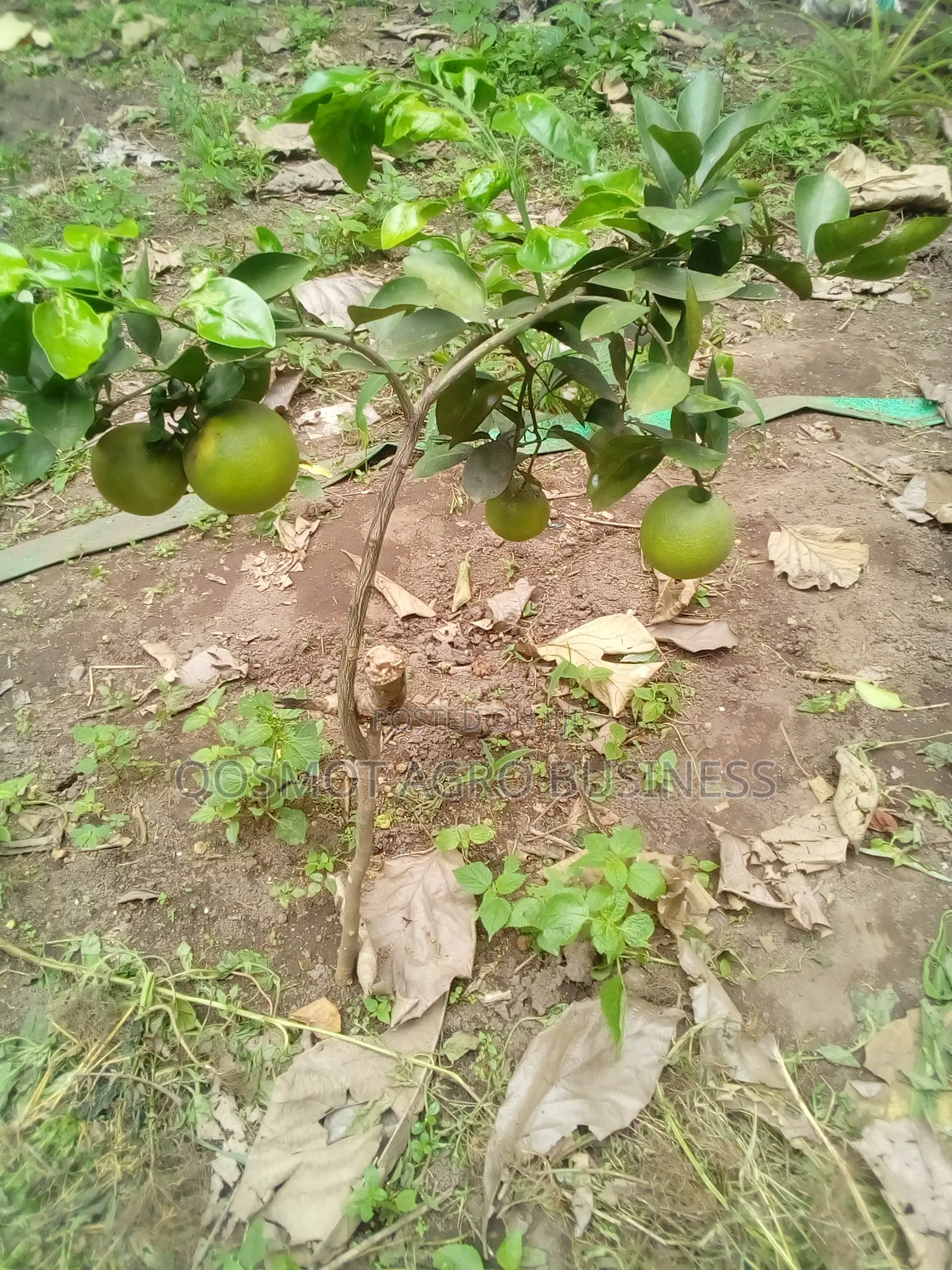 Budded Citrus ( Grape, Lemon, Tangerine, Tangelo, Shaddock)