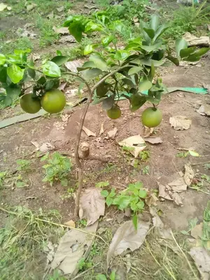 Budded Citrus ( Grape, Lemon, Tangerine, Tangelo, Shaddock)