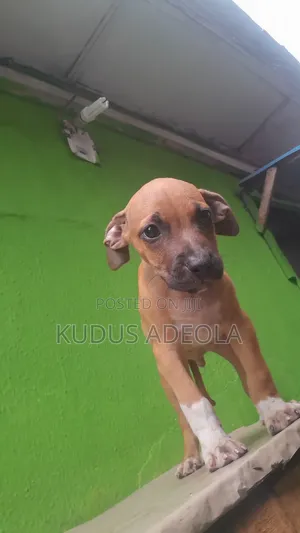 1-3 months Male Purebred Bull Terrier