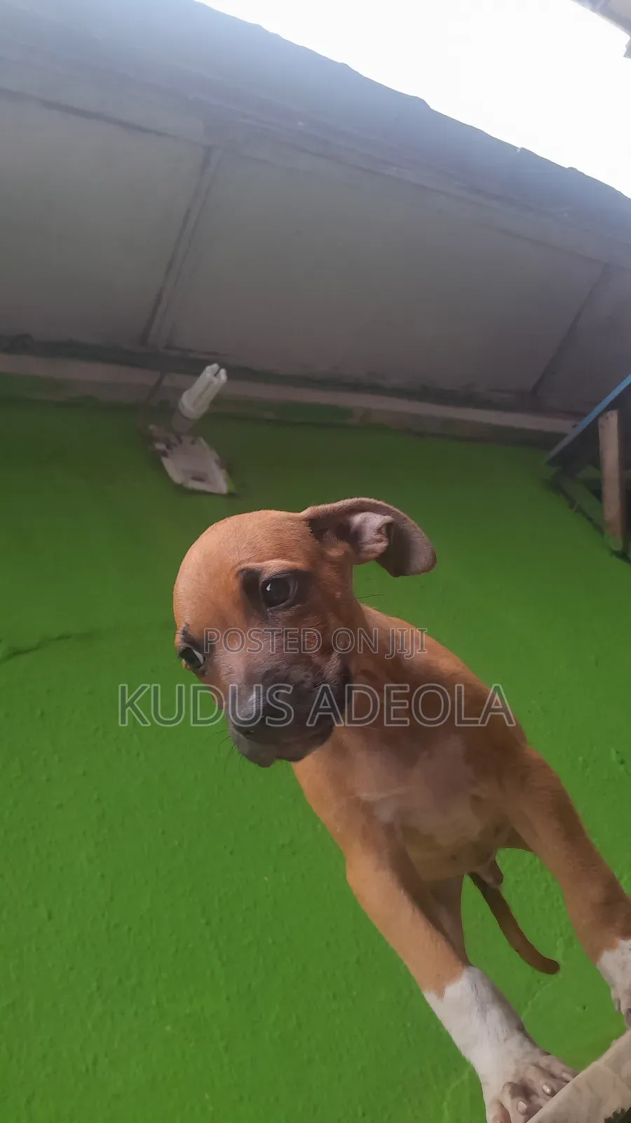 1-3 months Male Purebred Bull Terrier